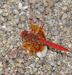 Trithemis kirbyi