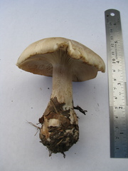 Clitocybe nebularis