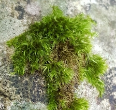 Rhynchostegiella tenella