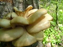 Pleurotus populinus