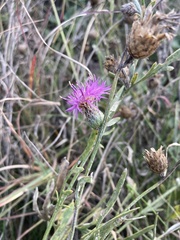 Centaurea stereophylla