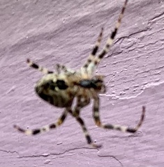 Araneus nordmanni