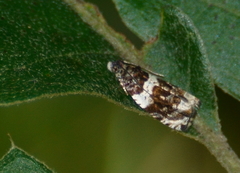 Olethreutes fasciatana