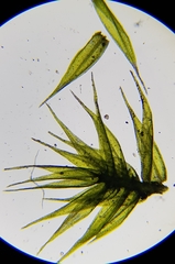 Rhynchostegiella tenella