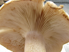 Clitocybe nebularis