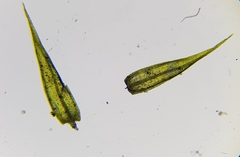 Rhynchostegiella tenella