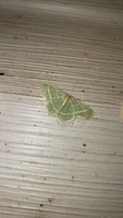 Chlorochlamys chloroleucaria