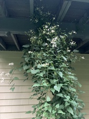 Clerodendrum trichotomum