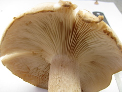 Clitocybe nebularis