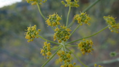Foeniculum vulgare