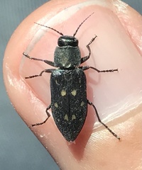Melanophila consputa