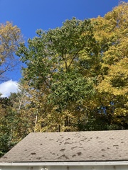 Castanea mollissima