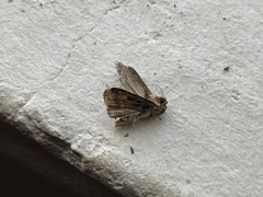Opigena polygona