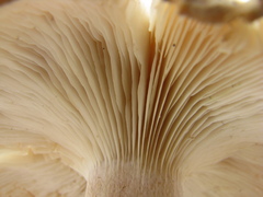Clitocybe nebularis
