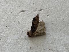 Opigena polygona
