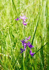 Calopogon tuberosus tuberosus