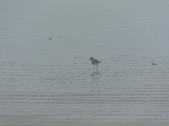 Pluvialis squatarola