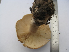 Clitocybe nebularis