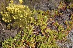 Carpobrotus edulis edulis