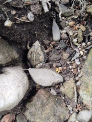 Hypopachus variolosus