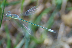 Lestes unguiculatus