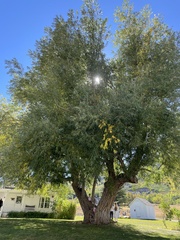 Populus angustifolia