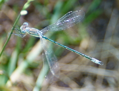 Lestes unguiculatus