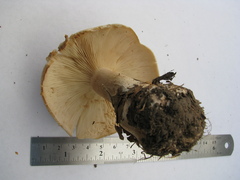 Clitocybe nebularis