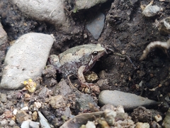 Hypopachus variolosus