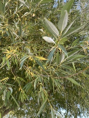 Populus angustifolia
