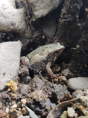 Hypopachus variolosus