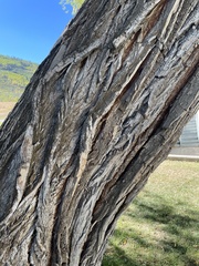 Populus angustifolia