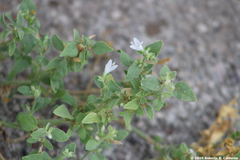 Origanum