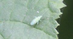 Malacocoris chlorizans