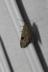 Abablemma brimleyana