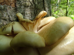 Pleurotus populinus