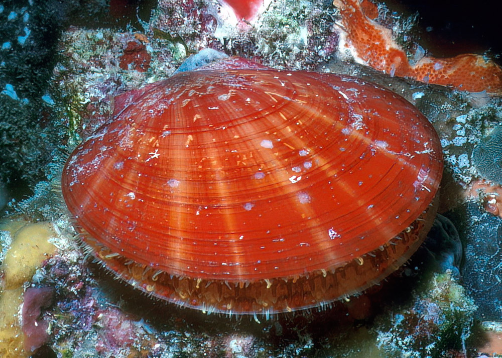 Dentamussium