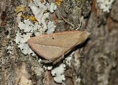 Compsoptera opacaria