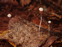 Mycena mucor