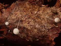 Mycena mucor