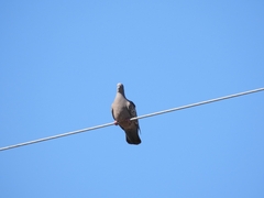 Patagioenas maculosa