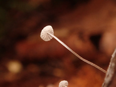 Mycena mucor