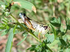Melanoplini