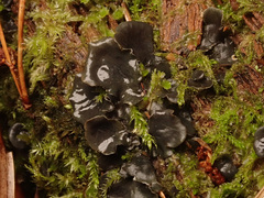 Peltigera collina
