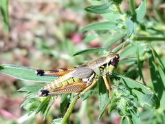 Melanoplini