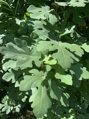 Ampelopsis glandulosa