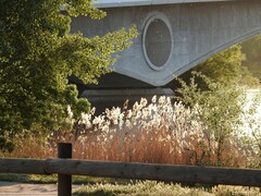 Populus × canescens