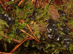 Peltigera collina
