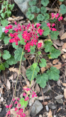 Heuchera sanguinea