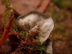 Peltigera collina